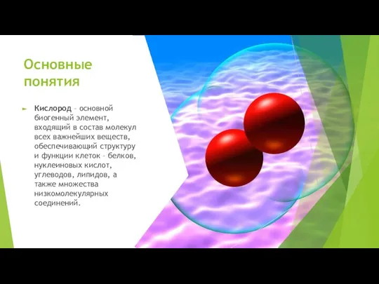 Основные понятия Кислород – основной биогенный элемент, входящий в состав молекул всех