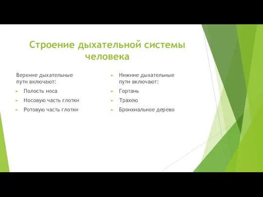 Строение дыхательной системы человека Верхние дыхательные пути включают: Полость носа Носовую часть