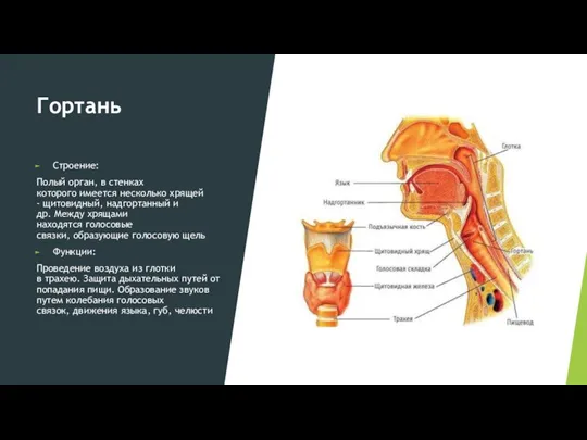 Гортань Строение: Полый орган, в стенках которого имеется несколько хрящей - щитовидный,