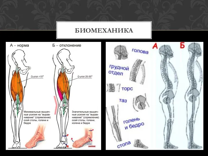 БИОМЕХАНИКА