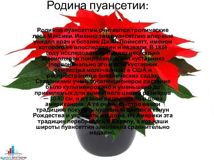 Родина пуансетии: Родиной пуансеттии считаются тропические леса Мексики. Именно там пуансеттию впервые