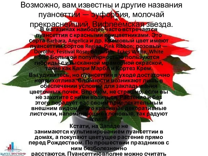 Возможно, вам известны и другие названия пуансеттии — эуфорбия, молочай прекраснейший, Вифлеемская