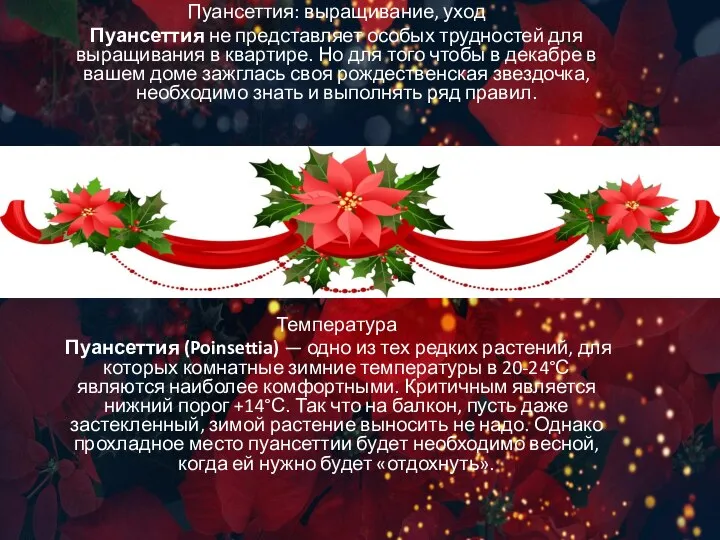 Пуансеттия: выращивание, уход Пуансеттия не представляет особых трудностей для выращивания в квартире.