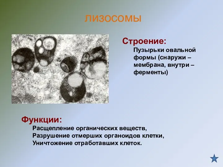 Строение: Пузырьки овальной формы (снаружи – мембрана, внутри – ферменты) Функции: Расщепление