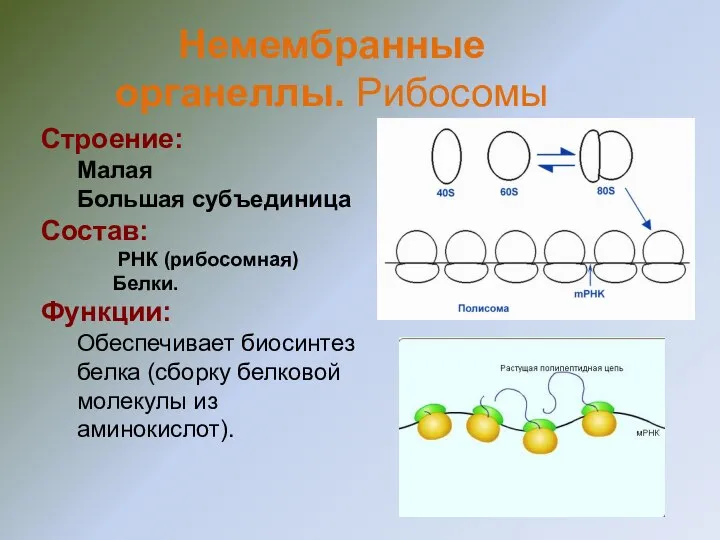 Строение: Малая Большая субъединица Состав: РНК (рибосомная) Белки. Функции: Обеспечивает биосинтез белка