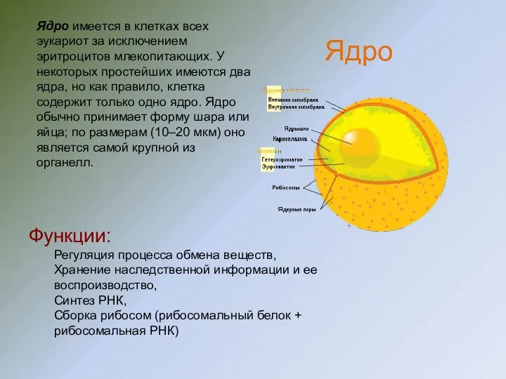 Ядро имеется в клетках всех эукариот за исключением эритроцитов млекопитающих. У некоторых