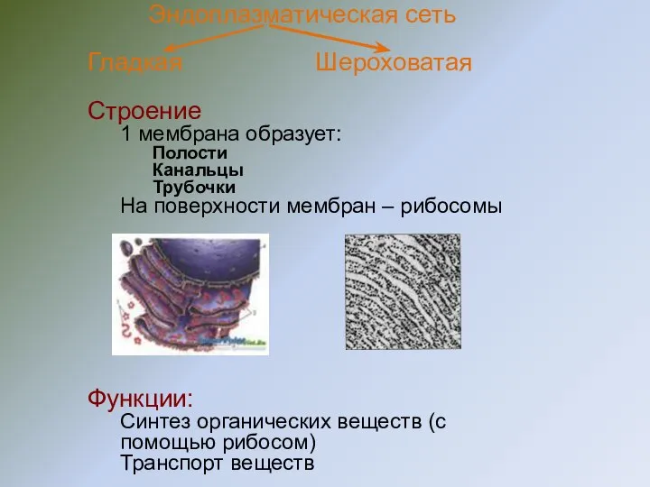 Эндоплазматическая сеть Гладкая Шероховатая Строение 1 мембрана образует: Полости Канальцы Трубочки На