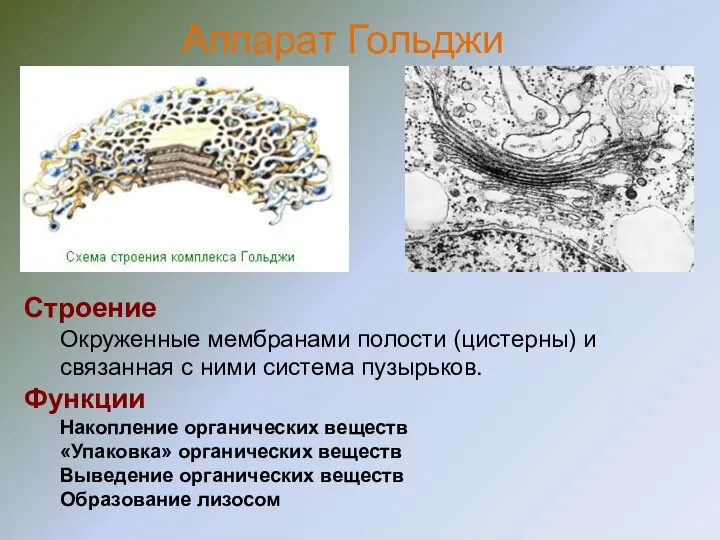 Строение Окруженные мембранами полости (цистерны) и связанная с ними система пузырьков. Функции