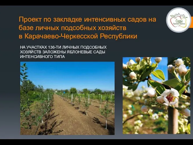 Проект по закладке интенсивных садов на базе личных подсобных хозяйств в Карачаево-Черкесской