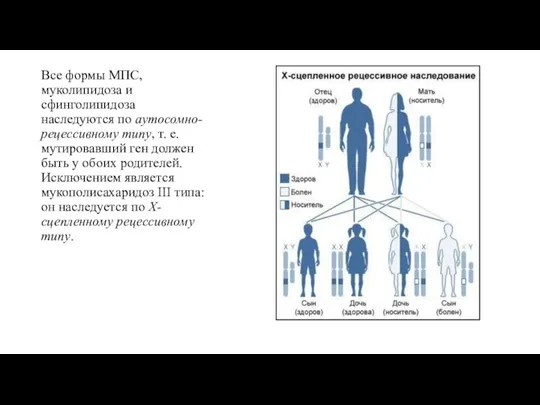 Все формы МПС, муколипидоза и сфинголипидоза наследуются по аутосомно-рецессивному типу, т. е.
