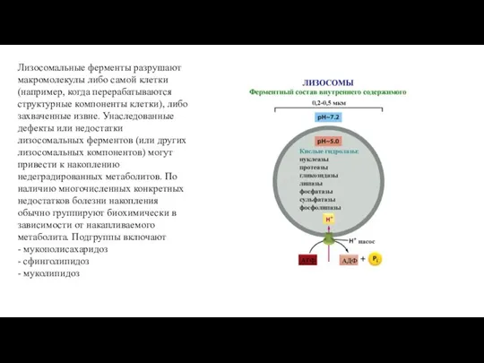 Лизосомальные ферменты разрушают макромолекулы либо самой клетки (например, когда перерабатываются структурные компоненты