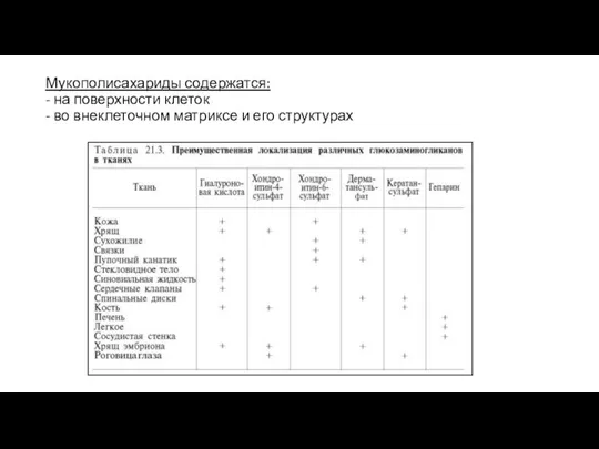 Мукополисахариды содержатся: - на поверхности клеток - во внеклеточном матриксе и его структурах