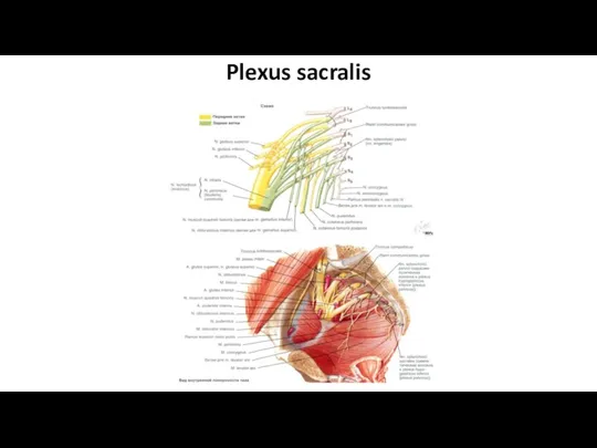 Plexus sacralis