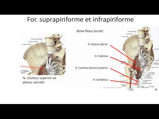 For. suprapiriforme et infrapiriforme