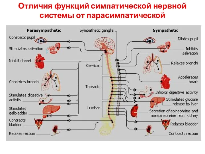 Отличия функций симпатической нервной системы от парасимпатической