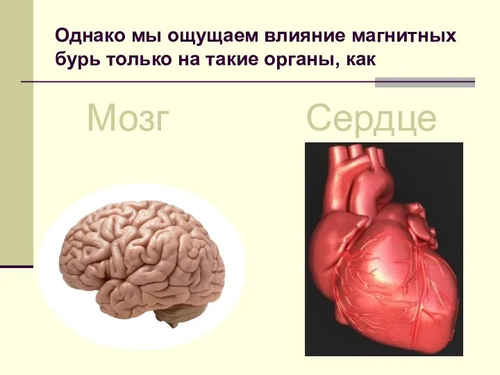 Однако мы ощущаем влияние магнитных бурь только на такие органы, как Мозг Сердце