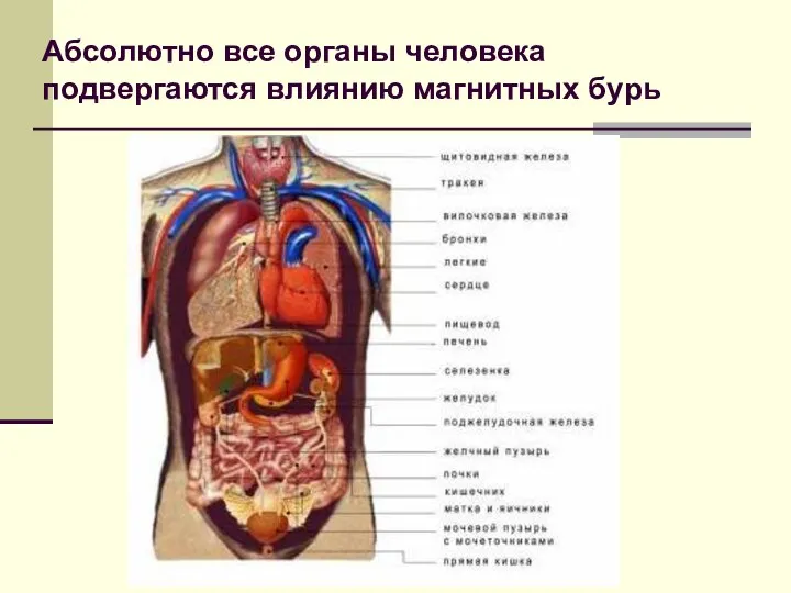 Абсолютно все органы человека подвергаются влиянию магнитных бурь