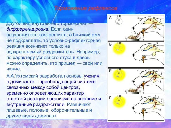 Торможение рефлексов Другой вид внутреннего торможения — дифференцировка. Если один раздражитель подкреплять,