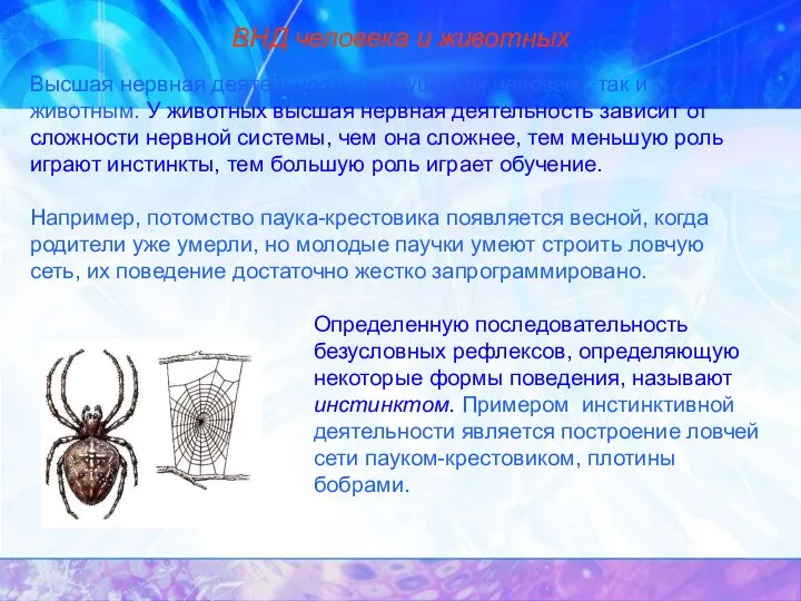 ВНД человека и животных Высшая нервная деятельность присуща как человеку, так и