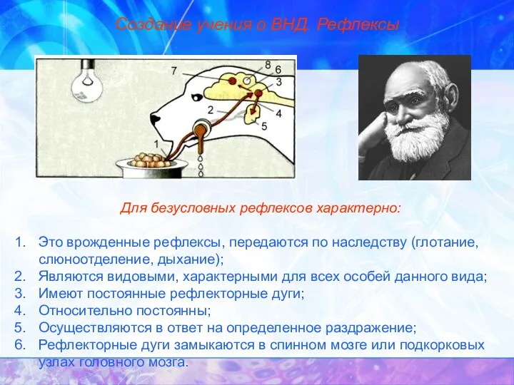 Создание учения о ВНД. Рефлексы Для безусловных рефлексов характерно: Это врожденные рефлексы,