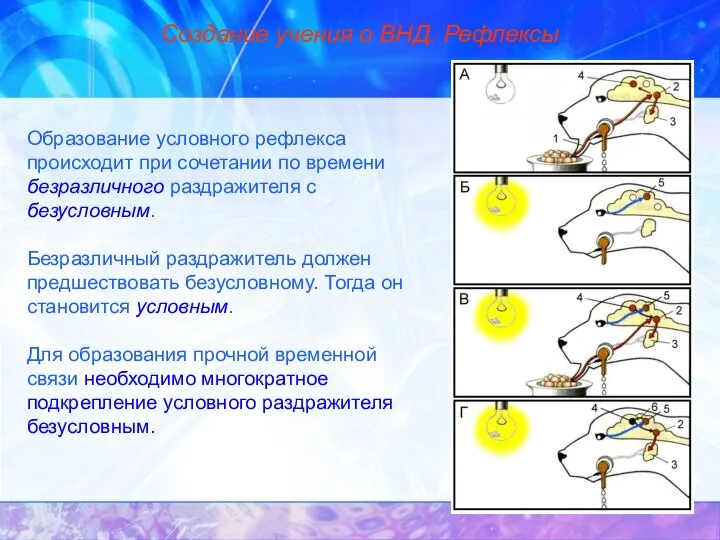 Создание учения о ВНД. Рефлексы Образование условного рефлекса происходит при сочетании по