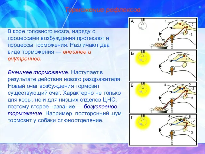 Торможение рефлексов В коре головного мозга, наряду с процессами возбуждения протекают и