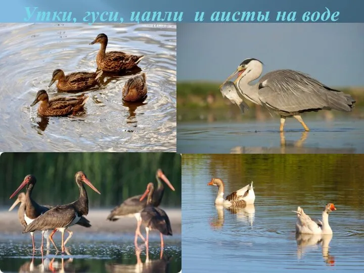 Утки, гуси, цапли и аисты на воде