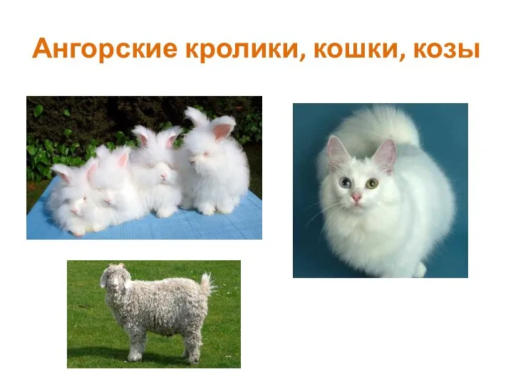 Ангорские кролики, кошки, козы