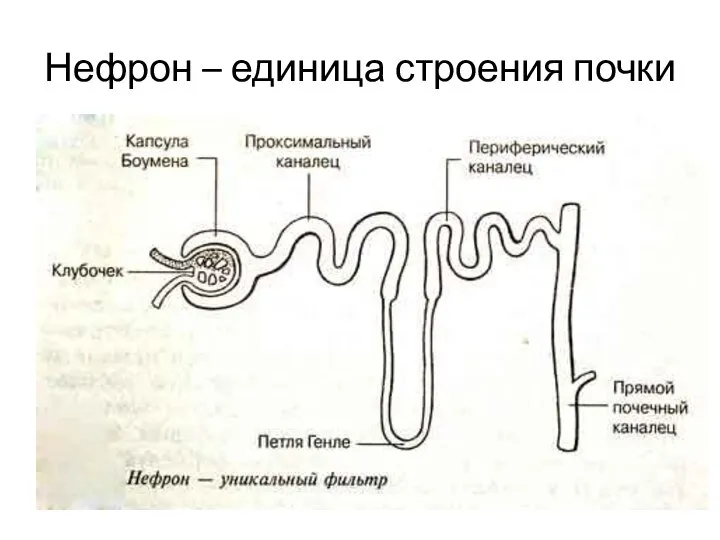 Нефрон – единица строения почки