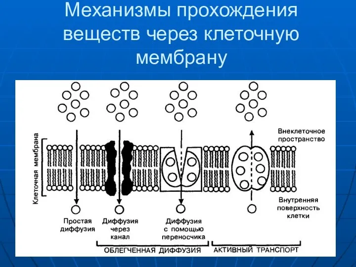 Механизмы прохождения веществ через клеточную мембрану