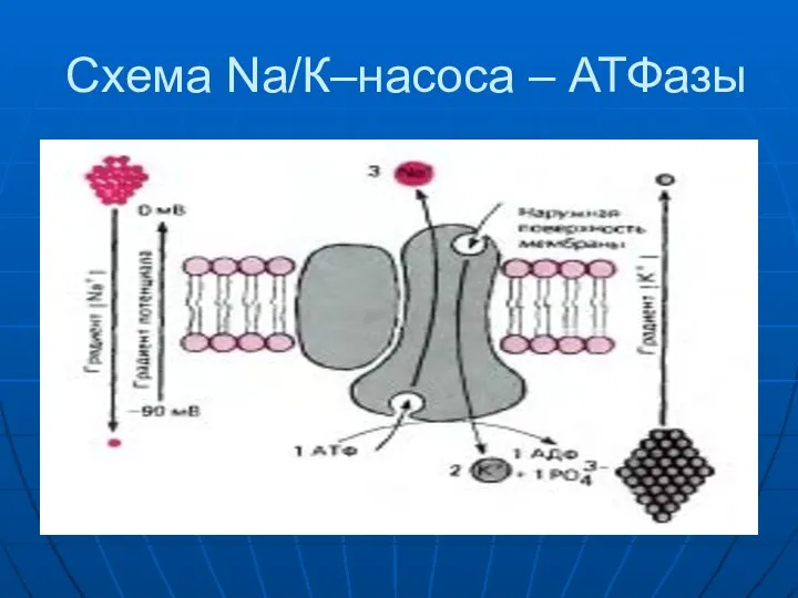 Схема Na/К–насоса – АТФазы