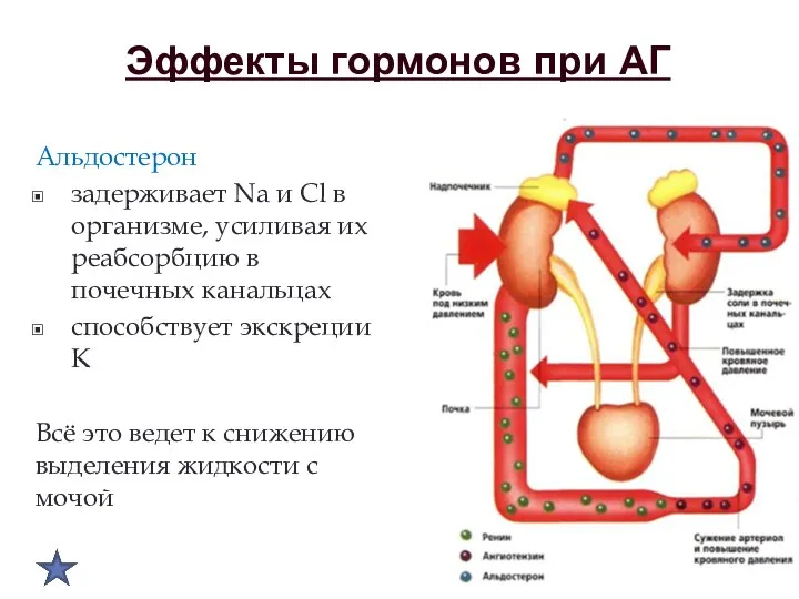 Эффекты гормонов при АГ Альдостерон задерживает Na и Cl в организме, усиливая