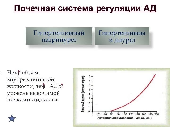 Почечная система регуляции АД Чем объём внутриклеточной жидкости, тем АД и уровень выводимой почками жидкости