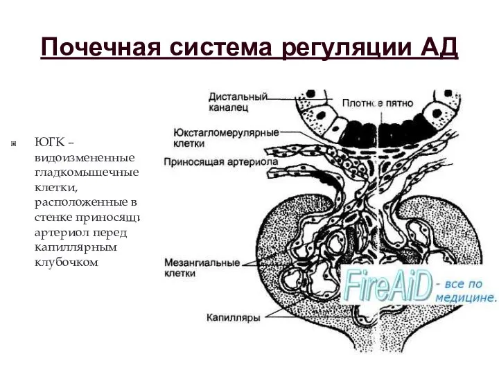 Почечная система регуляции АД ЮГК – видоизмененные гладкомышечные клетки, расположенные в стенке