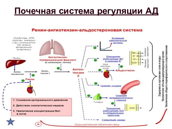 Почечная система регуляции АД