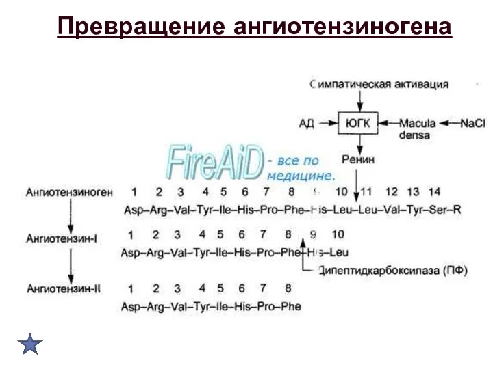 Превращение ангиотензиногена