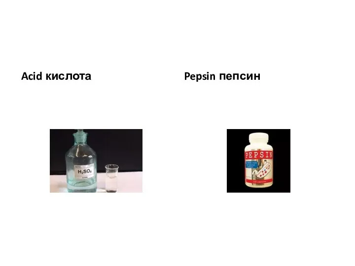 Acid кислота Pepsin пепсин