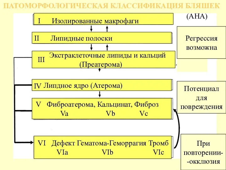 II Липидные полоски Экстраклеточные липиды и кальций (Преатерома) Липдное ядро (Атерома) V