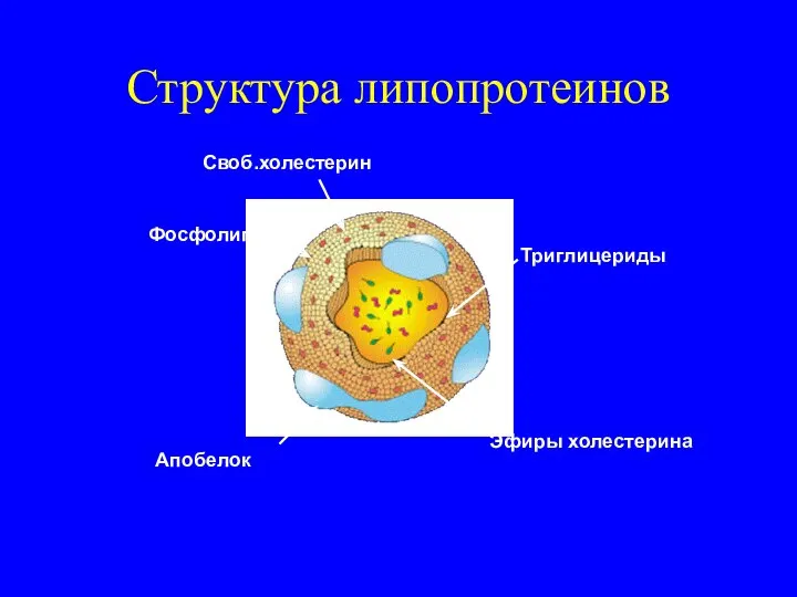 Структура липопротеинов Своб.холестерин Фосфолипиды Триглицериды Эфиры холестерина Апобелок