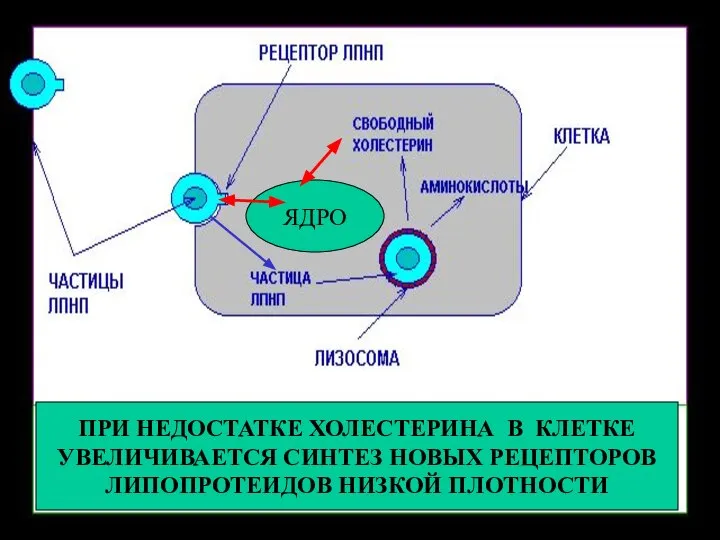 ЯДРО ПРИ НЕДОСТАТКЕ ХОЛЕСТЕРИНА В КЛЕТКЕ УВЕЛИЧИВАЕТСЯ СИНТЕЗ НОВЫХ РЕЦЕПТОРОВ ЛИПОПРОТЕИДОВ НИЗКОЙ ПЛОТНОСТИ