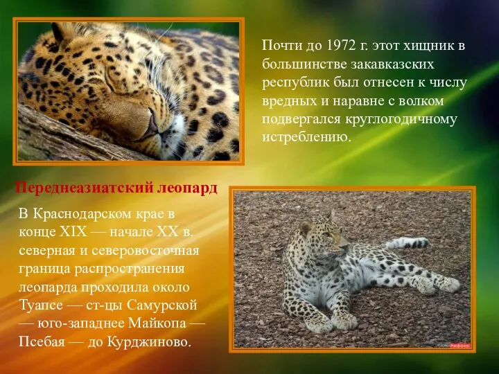 Переднеазиатский леопард В Краснодарском крае в конце ХIХ — начале ХХ в.