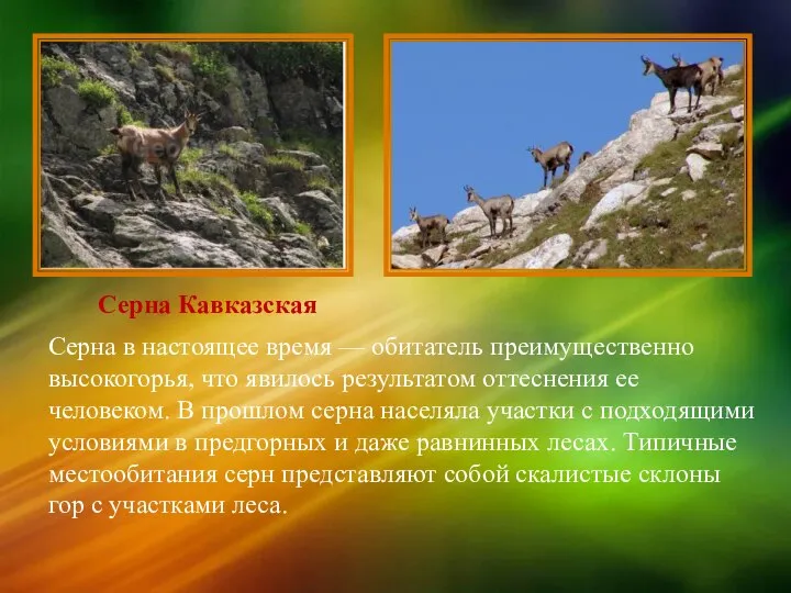 Серна Кавказская Серна в настоящее время — обитатель преимущественно высокогорья, что явилось