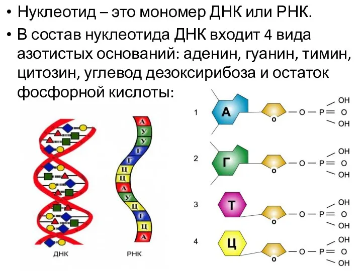 Нуклеотид – это мономер ДНК или РНК. В состав нуклеотида ДНК входит