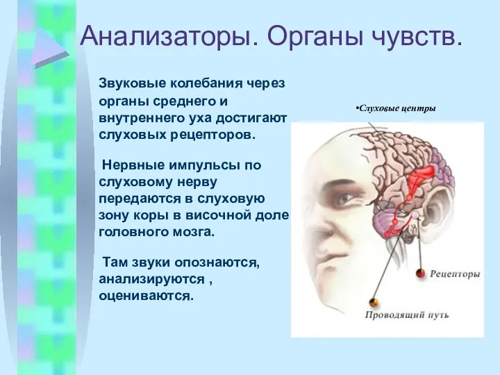 Анализаторы. Органы чувств. Звуковые колебания через органы среднего и внутреннего уха достигают