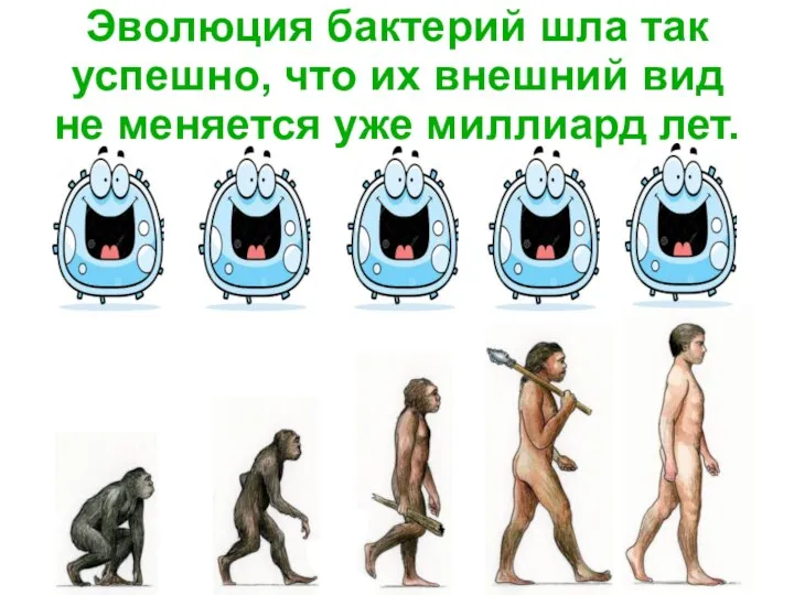 Эволюция бактерий шла так успешно, что их внешний вид не меняется уже миллиард лет.