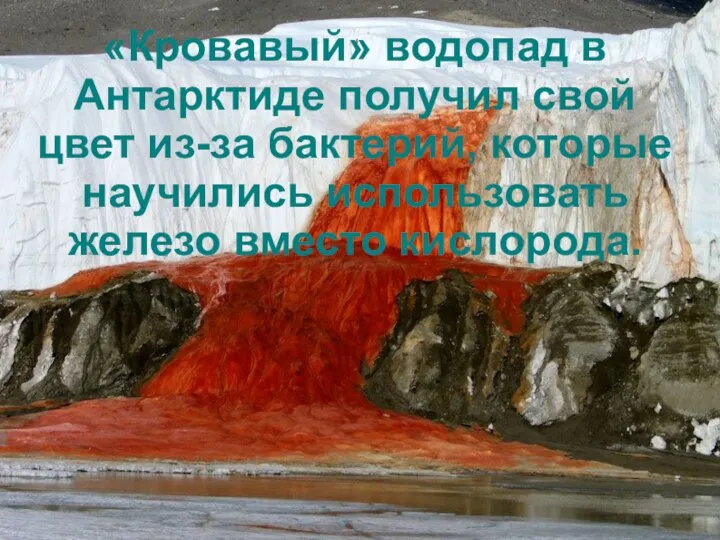 «Кровавый» водопад в Антарктиде получил свой цвет из-за бактерий, которые научились использовать железо вместо кислорода.