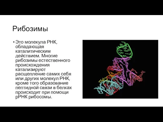 Рибозимы Это молекула РНК, обладающая каталитическим действием. Многие рибозимы естественного происхождения катализируют
