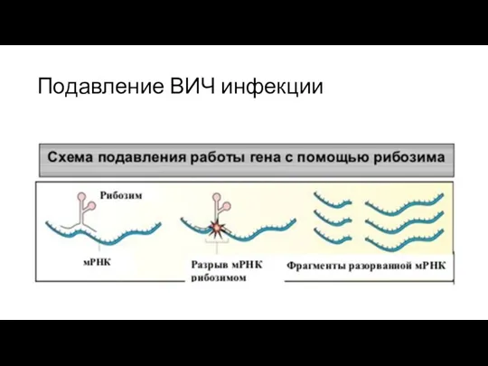 Подавление ВИЧ инфекции