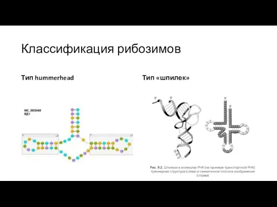 Классификация рибозимов Тип hummerhead Тип «шпилек»