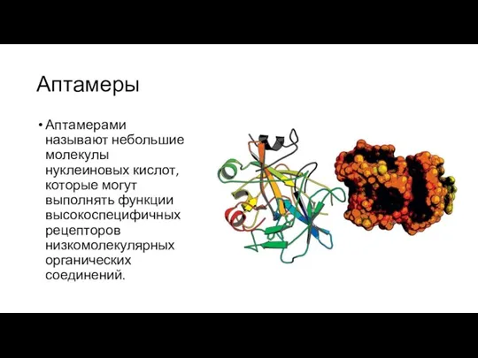 Аптамеры Аптамерами называют небольшие молекулы нуклеиновых кислот, которые могут выполнять функции высокоспецифичных рецепторов низкомолекулярных органических соединений.